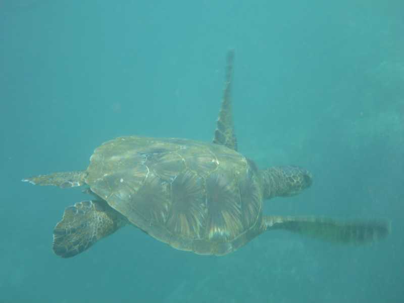 Sea Turtle Underwater