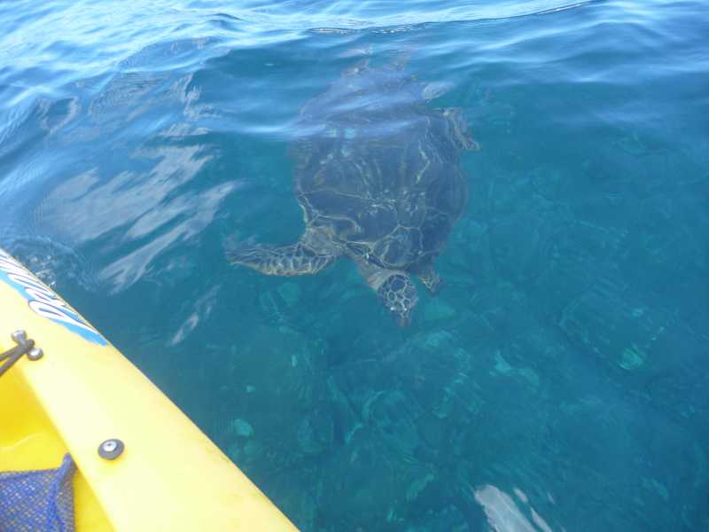Sea Turtle greeting us